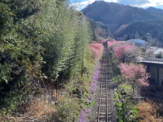 写真：神戸駅・花桃4月9日