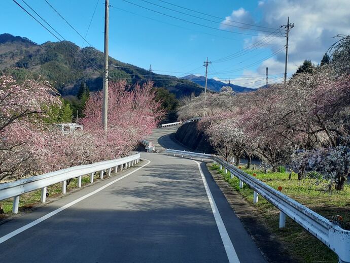 写真：小夜戸・花桃4月9日