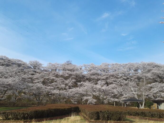 写真：ダム下・桜4月11日