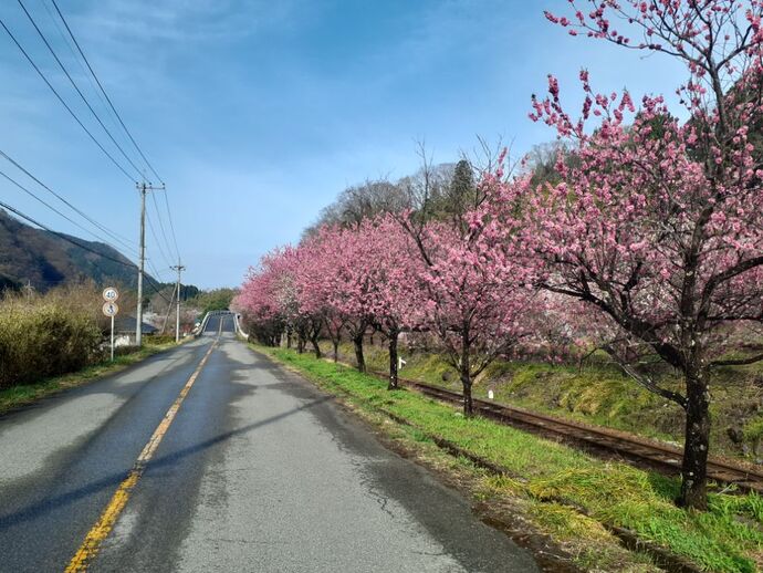 写真：神戸駅・花桃4月11日