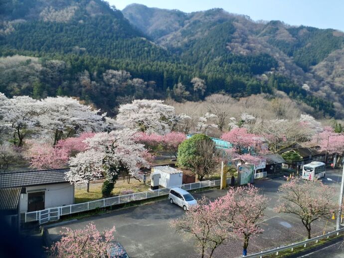 写真：神戸駅・花桃4月11日