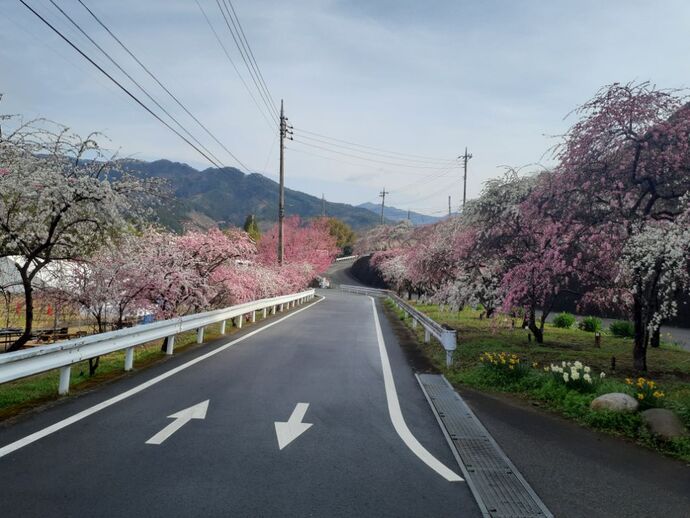 写真：小夜戸・花桃4月11日