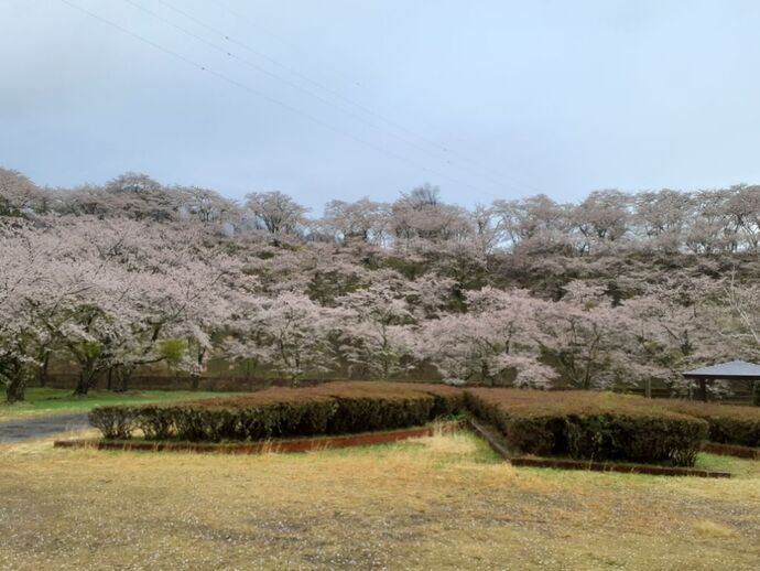 写真：ダム下・桜4月14日