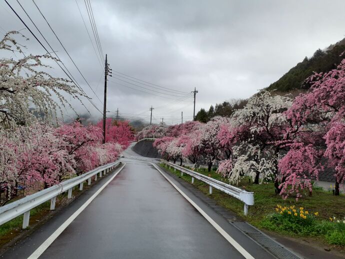 写真：小夜戸・花桃4月14日