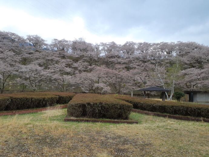 写真：ダム下・桜4月15日