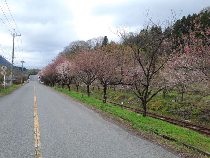 写真：神戸駅・花桃4月15日