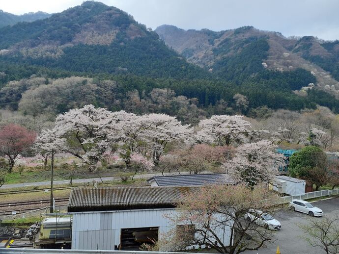 写真：神戸駅・花桃4月15日