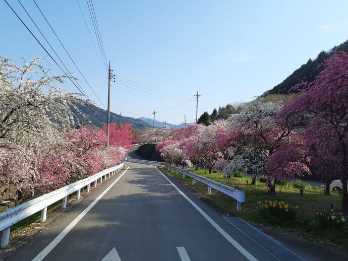 写真：小夜戸・花桃4月17日