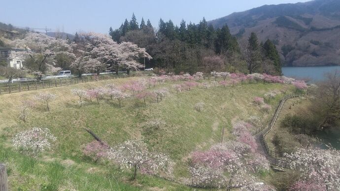 写真：富弘美術館・花桃4月17日