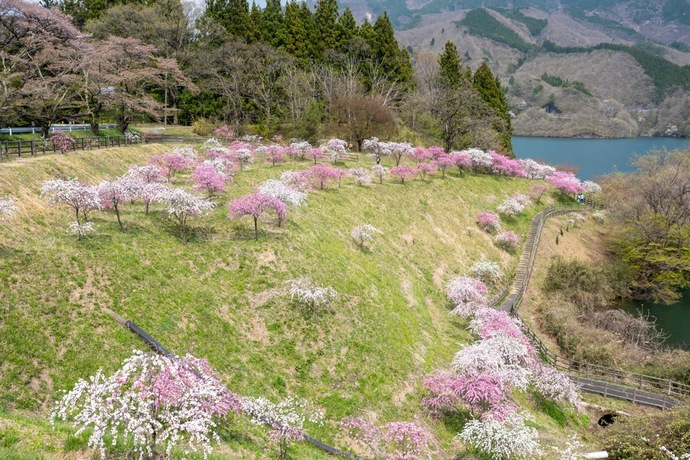 写真：富弘美術館の花桃