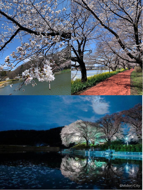 写真：鹿の川沼桜並木の開花状況