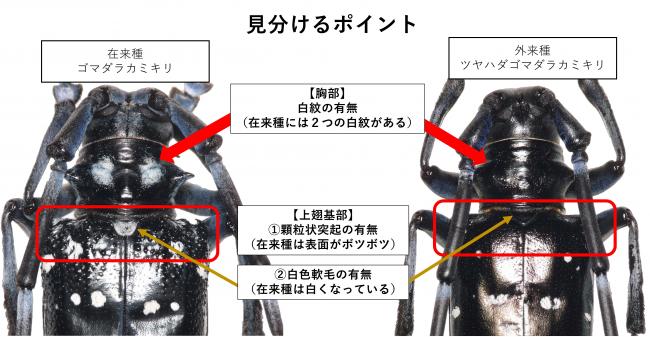 在来種ゴマダラカミキリとツヤハダゴマダラカミキリの見分け方