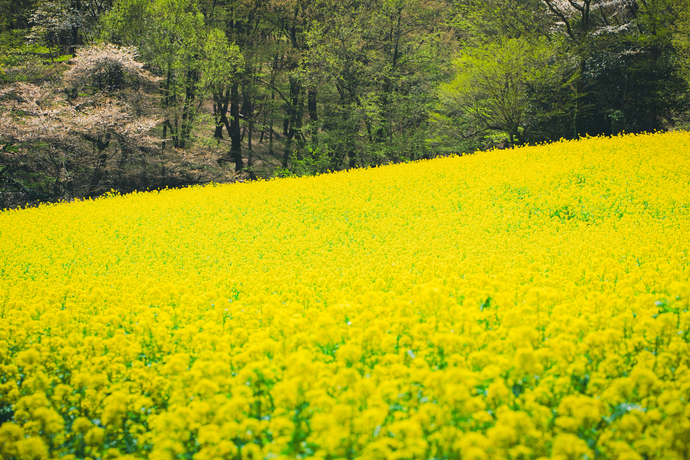 鹿田山フットパス　菜の花
