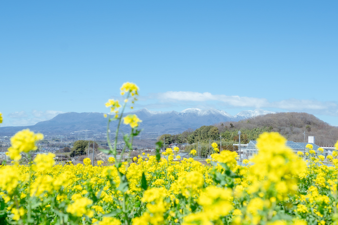 鹿田山　菜の花
