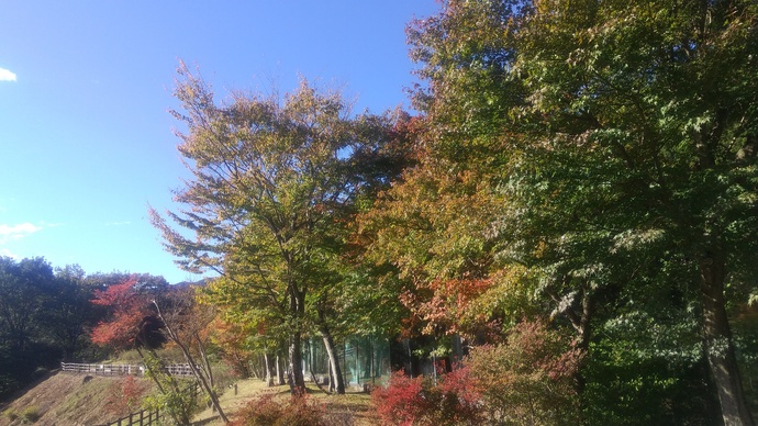 2024年10月下旬の紅葉の様子