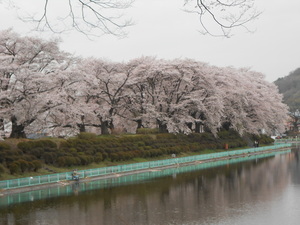 写真:鹿の川沼の桜