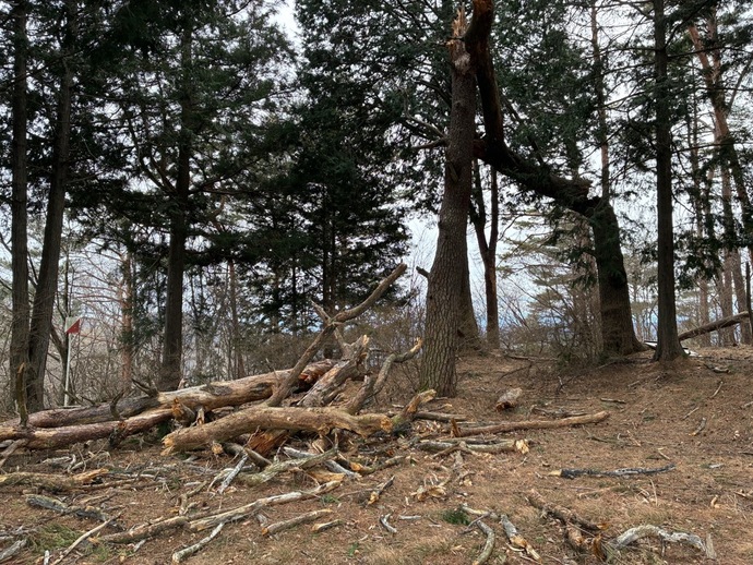 五覧田城址の倒木
