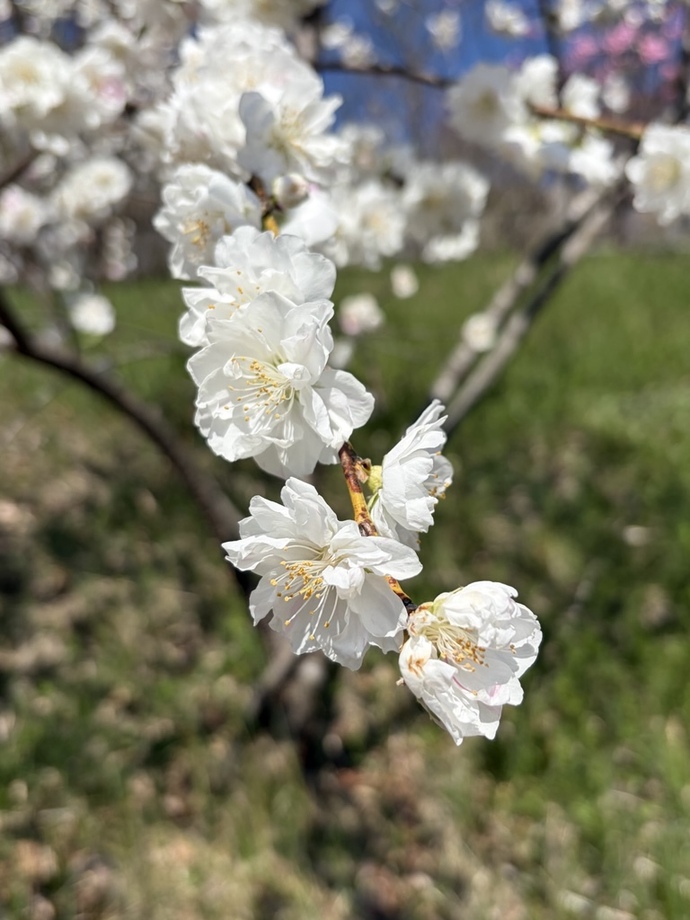 富弘美術館・花桃3｜2026年4月9日