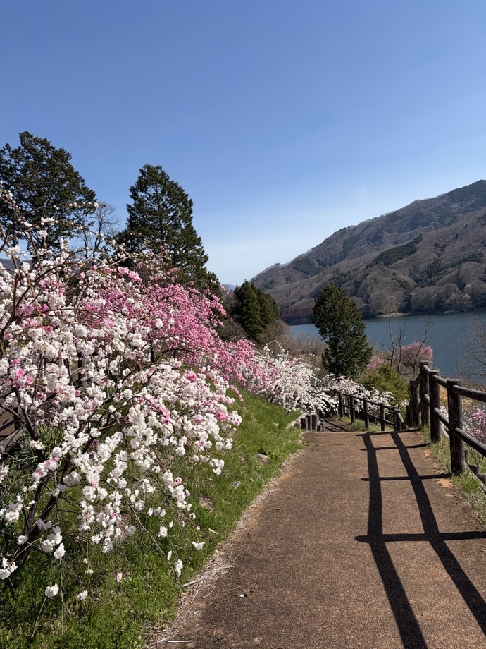 富弘美術館・花桃2｜2026年4月9日