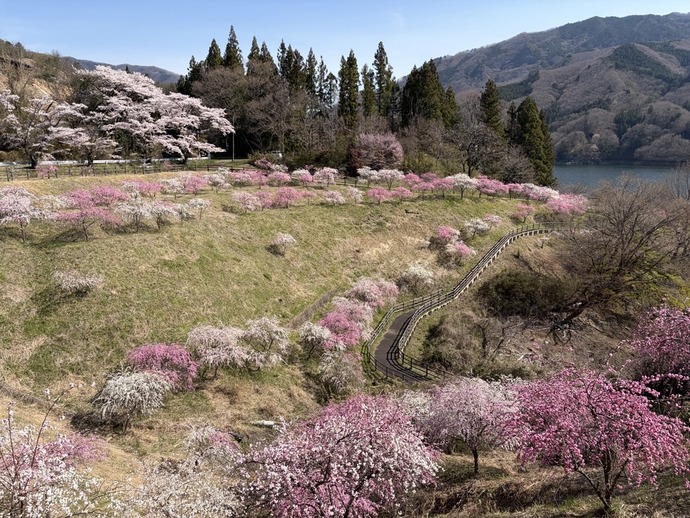 富弘美術館・花桃1｜2026年4月9日