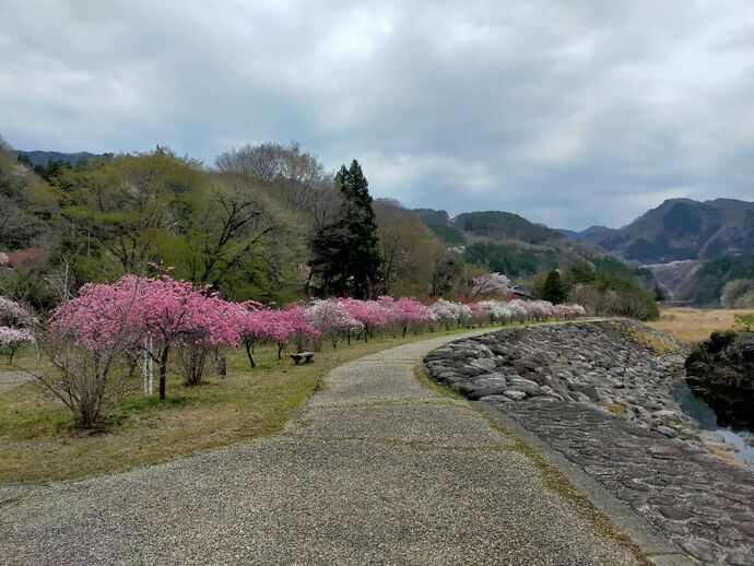 神戸駅前公園・しだれ桃｜2026年4月6日