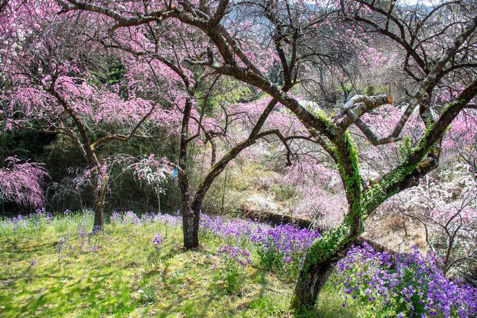 小夜戸・大畑花桃街道1｜2026年4月6日