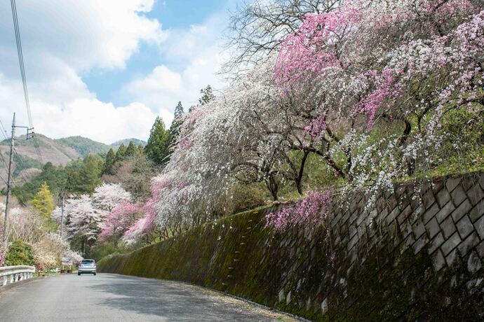 小夜戸・大畑花桃街道2｜2026年4月6日