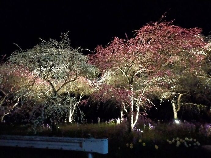 小夜戸・大畑花桃街道3｜2026年4月6日
