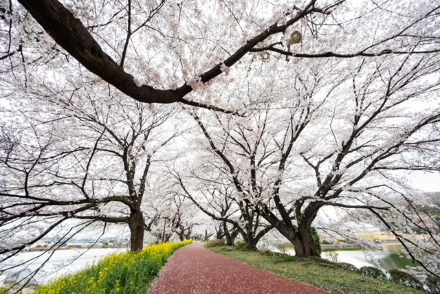 鹿の川沼・桜｜2026年4月1日