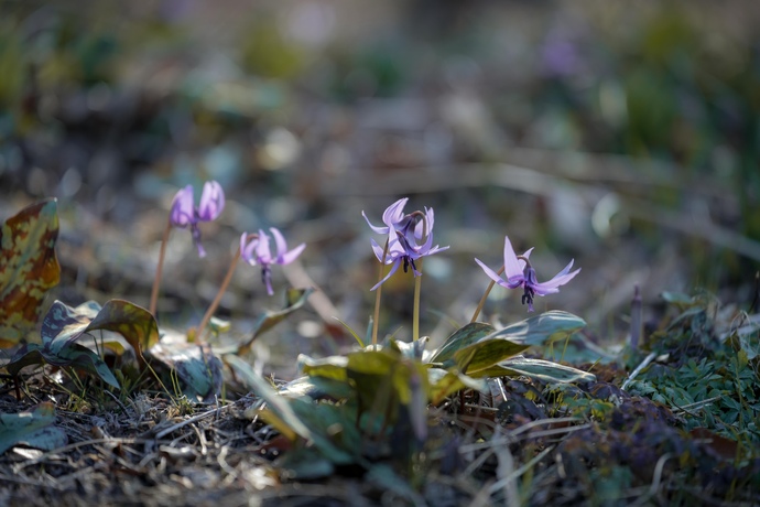 岩宿の里・カタクリの花｜2026年3月21日