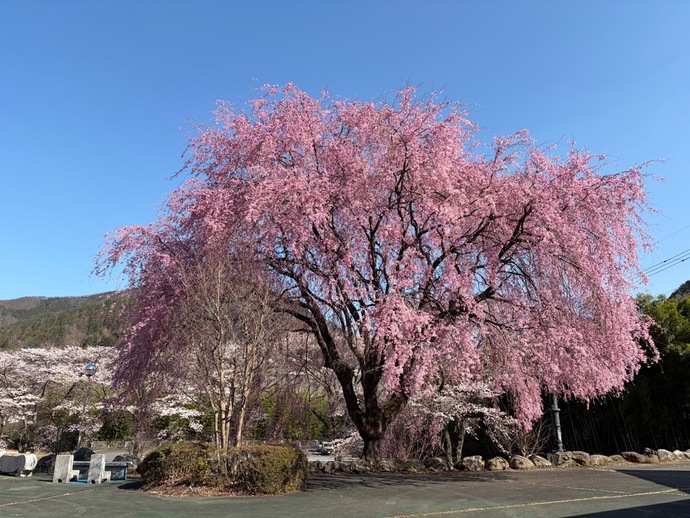 童謡ふるさと館・しだれ桜2｜2026年4月9日