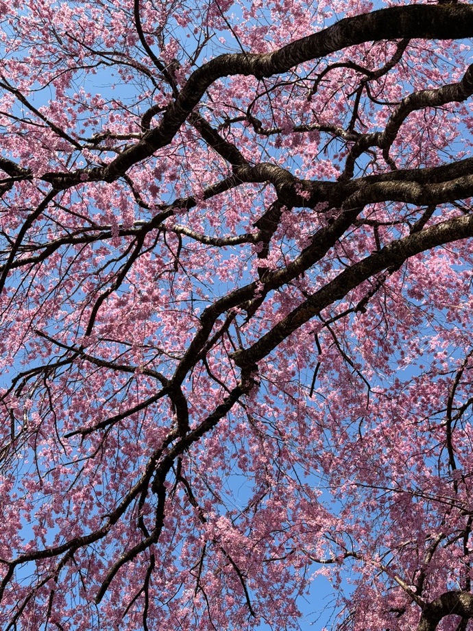 童謡ふるさと館・しだれ桜3｜2026年4月9日