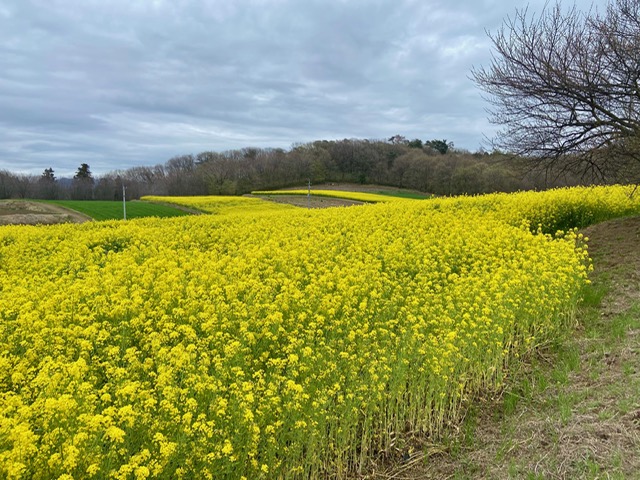 鹿田山・菜の花｜2026年4月1日