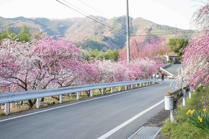 小夜戸大畑花桃街道の様子1