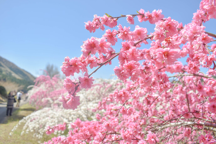 小夜戸大畑花桃街道の様子2