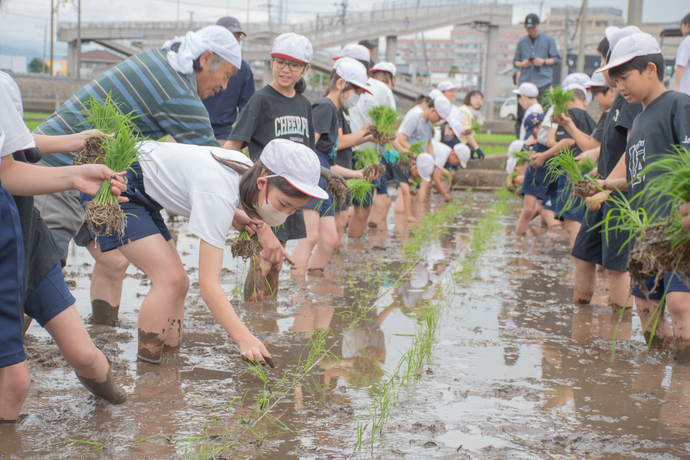 田植え体験授業の様子2