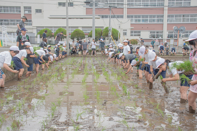 田植え体験授業の様子3