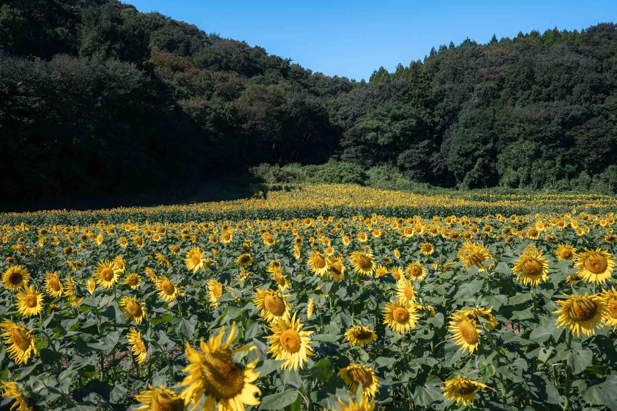 ひまわり開花状況10月7日(1)