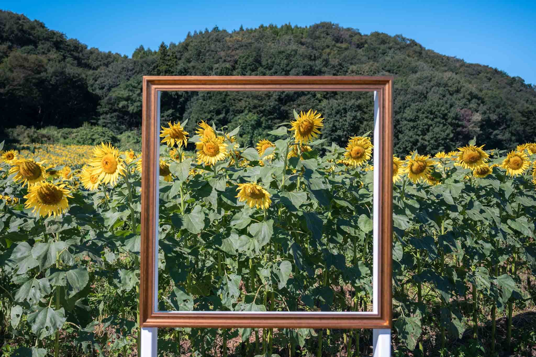 ひまわり開花状況10月7日(2)